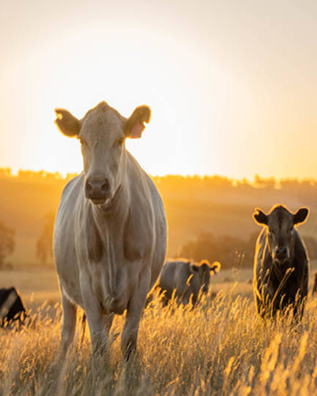 Mana Farms Trading — agricultural trade across the GCC