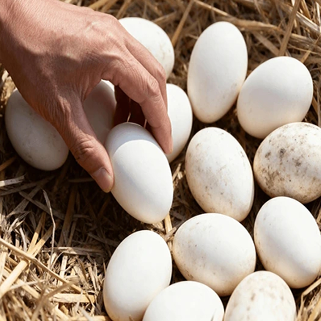 Fresh table eggs